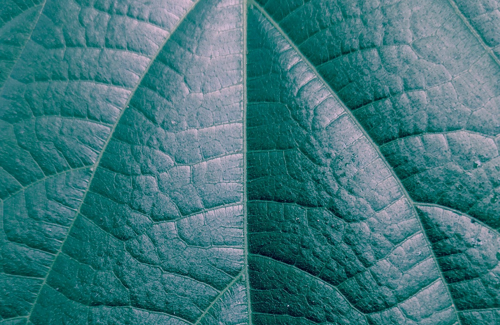 Leaf Disease Scanner